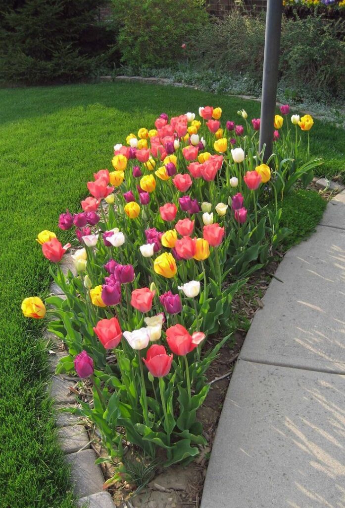 Plant Spring Flower Bulbs Together