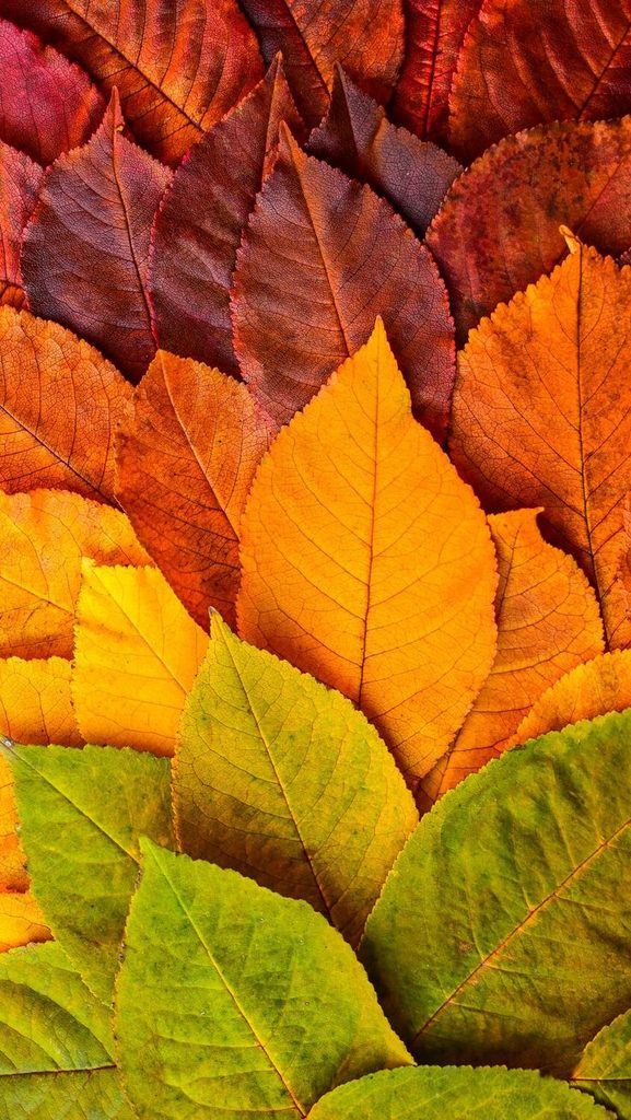Abstract Autumn Leaves