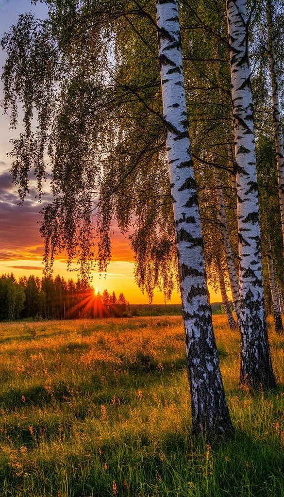 Autumn Birch Tree Landscape