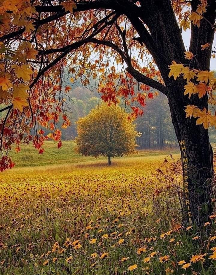 Autumn Field With a Lone Tree