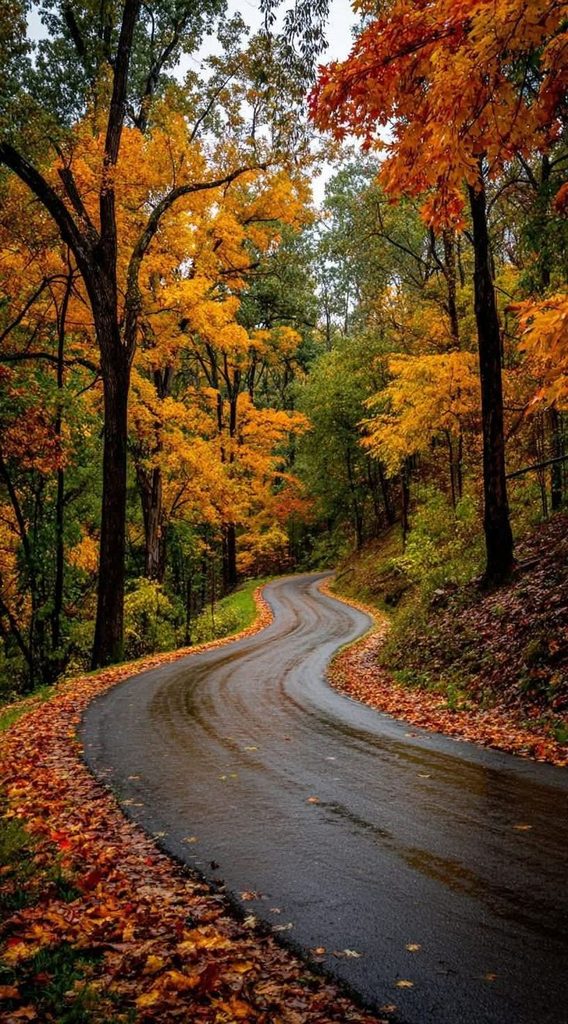 Autumn Road Through the Trees