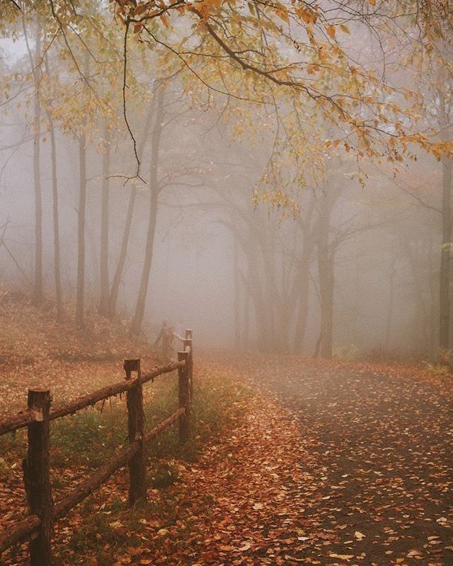 Misty Autumn Morning
