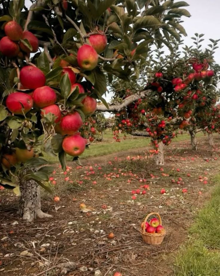 Autumn Apple Orchard