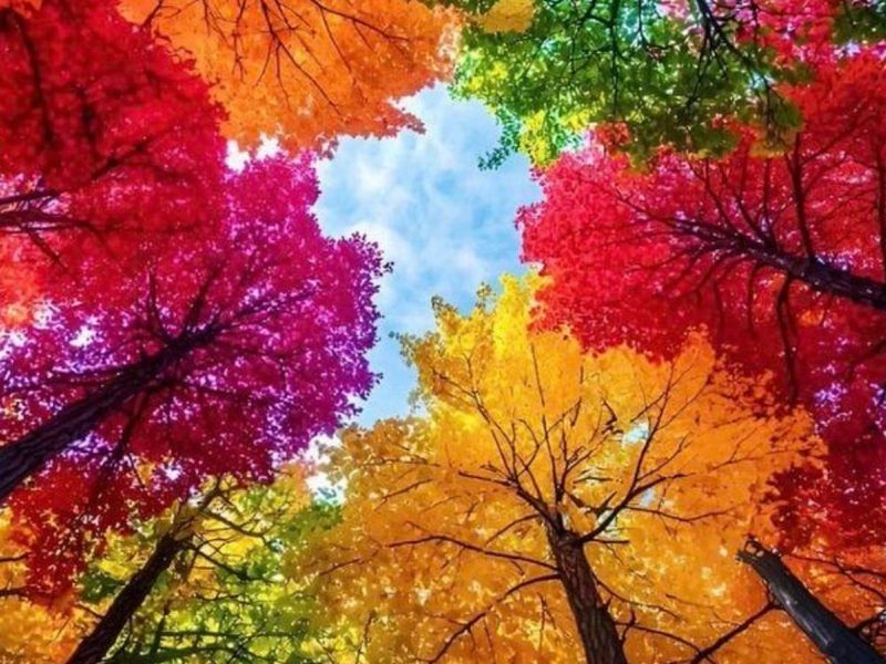 21 Canvas Painting That Capture Autumn Beauty