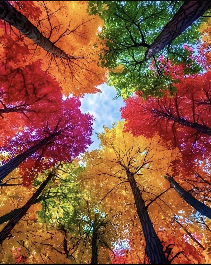 Colorful Birch Tree Grove