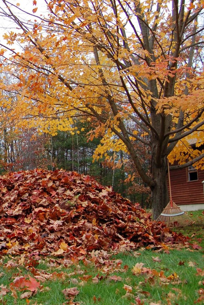  Leaf Fall Scene